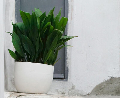 Cast Iron Plant